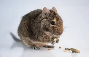 Read more about the article How Rodents Pest Control Protects Your Home from Rats and Mice