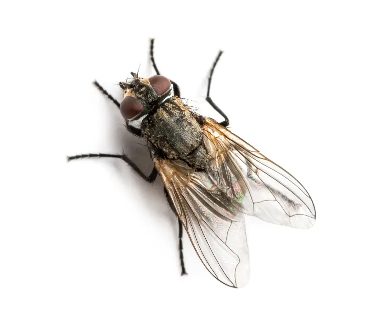 You are currently viewing Why Flying Insects Pest Control in Malaysia Is Essential for Homes and Businesses